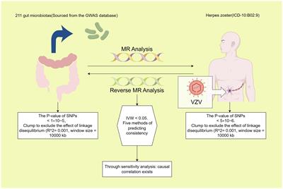 A study on the causal relationship between the gut microbiome and herpes zoster using Mendelian randomization